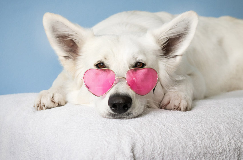  Marketing Explained Through Dog Videos